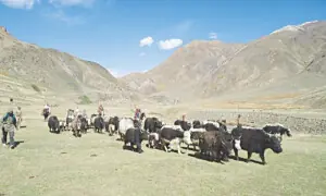 Chitral farmers lack govt compensation despite growing livestock predation
