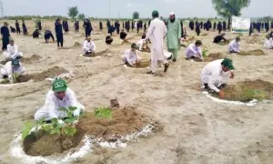 100 trees planted on Pakistan Forest Day by MCC in Quetta