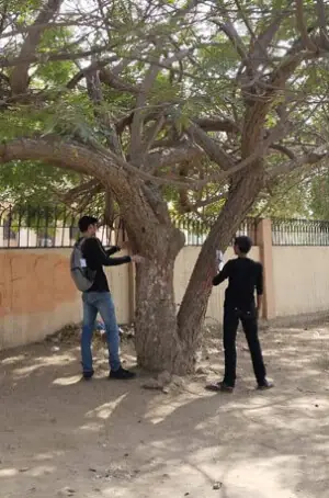 KU study finds tamarind is &lsquo;key carbon sink&rsquo;