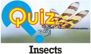 Quiz: Insects