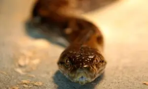 Italy police warn reptiles being used by crooks as weapons after snakes found behind false wall