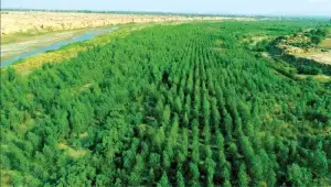 621,000 acres of forest area mapped thru satellite imagery in Punjab