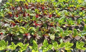 GARDENING: HARVESTING THE CHARD