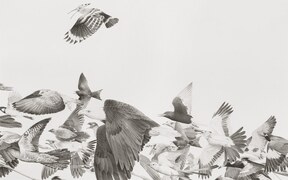 EXHIBITION: URDU&rsquo;S LINGUISTIC ECHOES