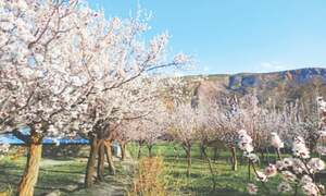 Apricot, almond tree blossoming in Chitral ahead of schedule