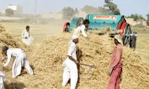 Strict controls announced ahead of wheat procurement in Sindh