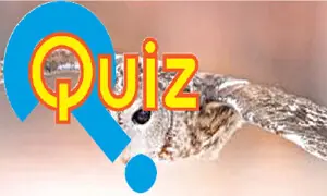 Quiz