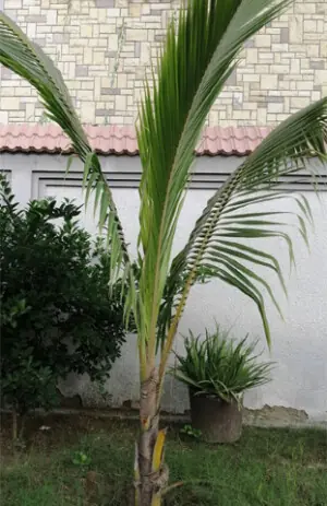 GARDENING: THE PALM FROM YOUR HANDS