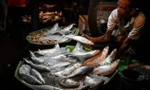 Fish furore fuels fierce poll campaign in West Bengal