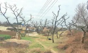 Punjab mining bills draw flak for targeting forests