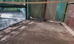 Zoo takes safety steps for aviary birds ahead of hot months