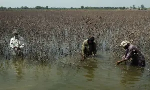 Around 3.3 million jobs may have been affected by 2025 floods in Pakistan: ILO