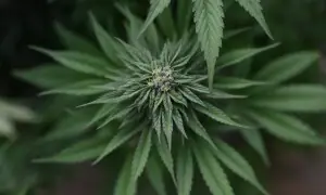 US reclassifies certain marijuana products as a less-dangerous drug