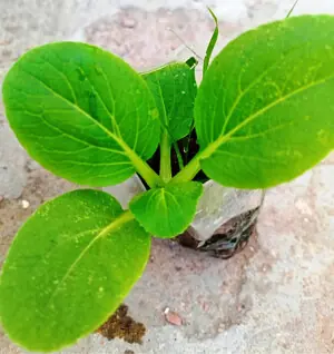 GARDENING: &lsquo;CAN I GROW THE ASHOKA TREE IN ISLAMABAD?&rsquo;