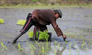 From surplus to strain: World rice supply threatened by Iran war, El Ni&ntilde;o