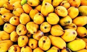 Govt pushes start of mango exports to June 1