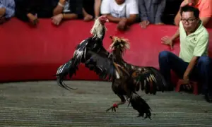 Korean Air bans roosters on US-Philippine routes amid cockfighting outcry