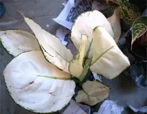 GARDENING: WHITE AS A LEAF