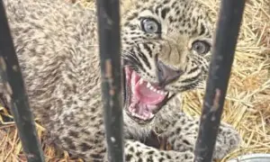 Young leopard released into wild after recovery in Islamabad