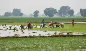 Situationer: Punjab set to launch land-lease scheme amid concerns