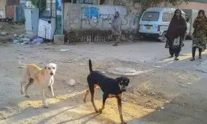 Man, kid injured, five goats killed by stray dogs in Shakargarh
