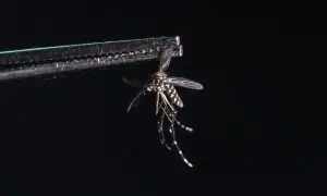 Why are some people mosquito magnets?