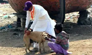 Dog culling drive continues despite Lahore High Court orders