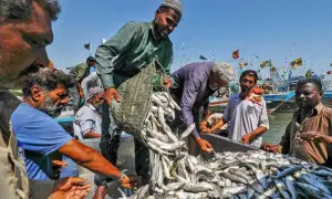 Seafood exports top $500 million