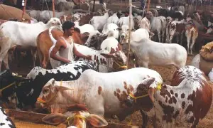 Crackdown on unregulated sale of sacrificial animals in Sargodha