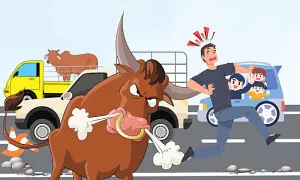 Eidul Azha: From bakra mandi to your home