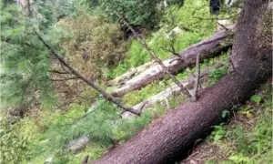 Three Mansehra SHOs suspended for &lsquo;harbouring&rsquo; timber smugglers