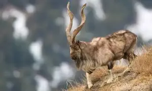 International Day of Markhor passes unnoticed in Chitral