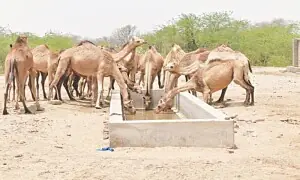 Drying ponds force Cholistanis to opt for &lsquo;seasonal migration&rsquo;
