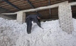 Imports of cotton surge despite lower local prices