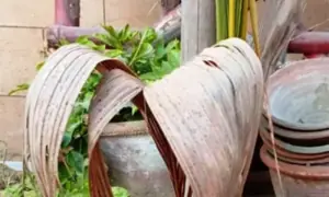 GARDENING: &lsquo;WHY ARE MY MOSAMBIS FALLING OFF?&rsquo;