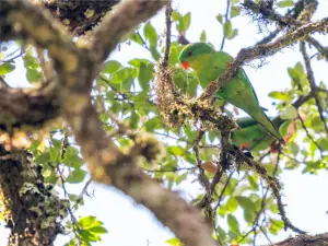 Indonesian parrot, seen once in a century, reappears in mountain forest