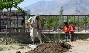 From poplars to pistachios, Afghans rediscover the value of trees