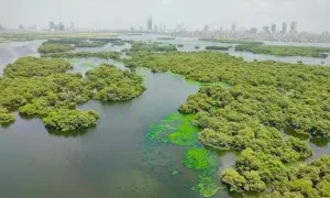 KMC to develop mangrove park at China Creek