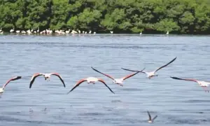 Flamingos’ killing at Islamabad’s Rawal Lake raises alarm