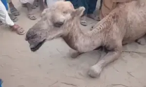 Sindh CM orders action after camel&rsquo;s eyes gouged out in Thar village