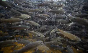 Pakistan’s prized trout under threat as climate change, overfishing take toll