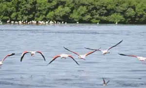 Two booked for killing flamingos in Rawal Lake