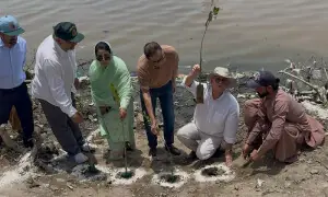 Karachi mayor inaugurates mangroves plantation drive at Benazir Park