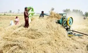 Farmers feel left out as budget sidelines agriculture