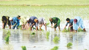 SINDH BUDGET 2026-27: Sindh gets Rs6.1bn for agriculture, livestock uplift