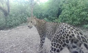 The leopard princess of Islamabad
