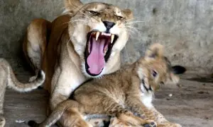 Birth of three lion cubs, fawn at Bahawalpur zoo