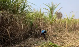 India likely won't export sugar for years as El Niño, ethanol squeeze supply