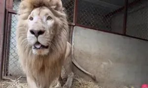 Lion kept at private zoo in poor condition rescued, moved to sanctuary