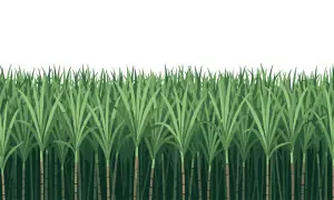 Sugarcane encroaching on cotton&rsquo;s land